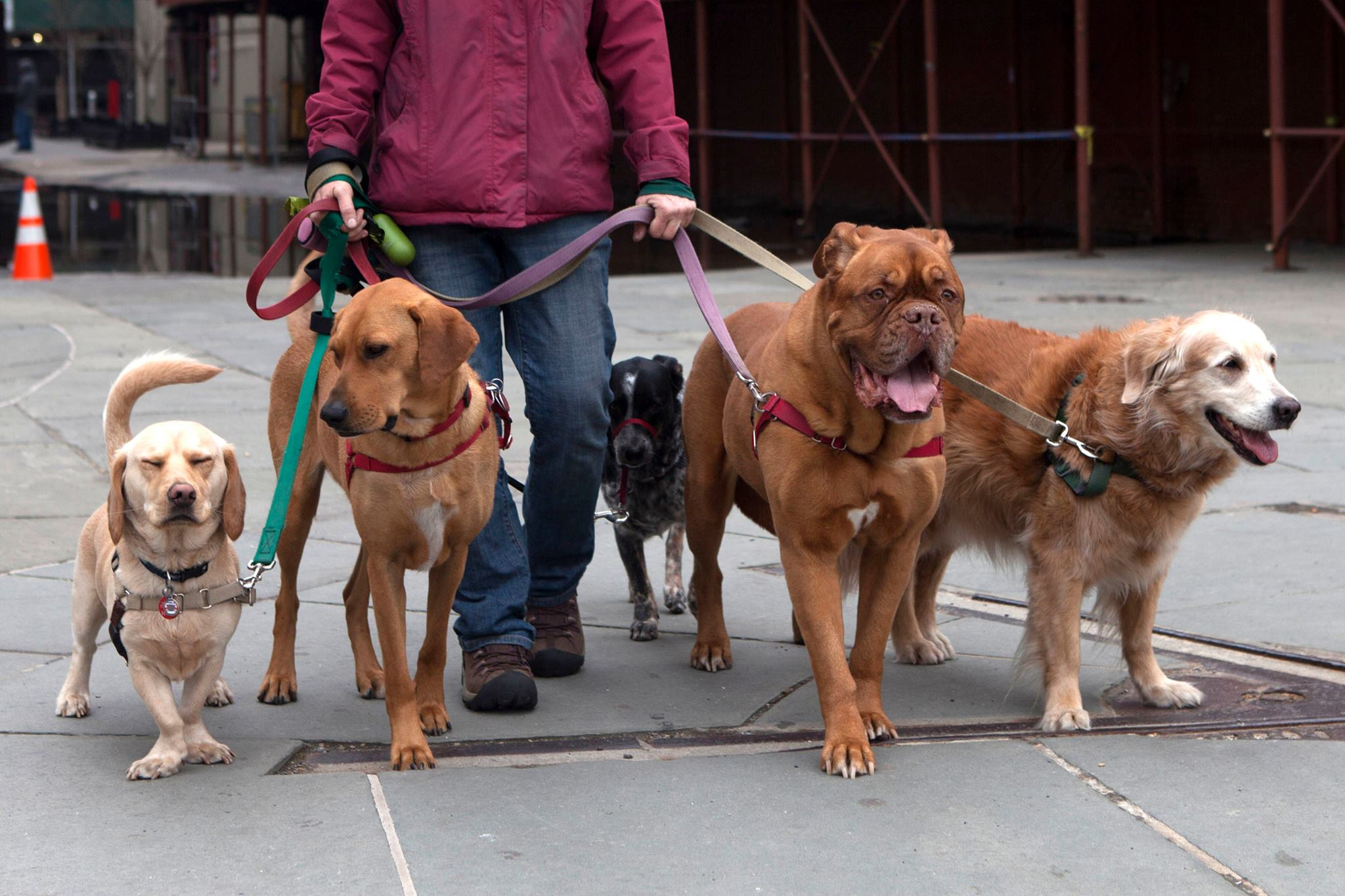 dog sitter brooklyn